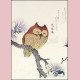 Owl on a magnolia branch